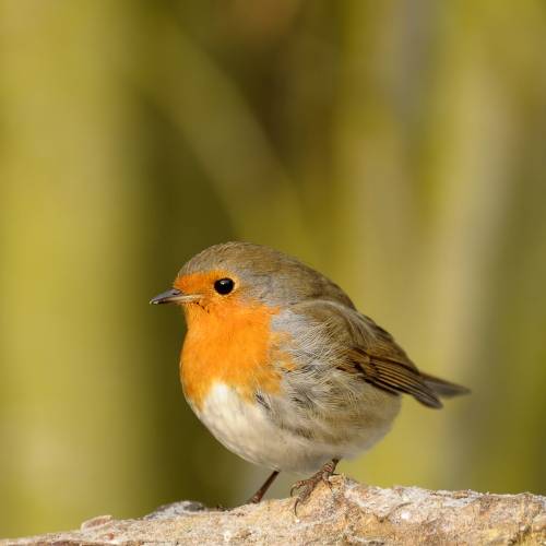 small robin